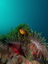 Clown Fish at home by Spencer Burrows 